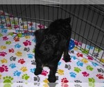 Small #1 Schnoodle (Miniature)