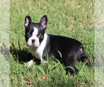 Image preview for Ad Listing. Nickname: Elliot