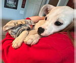 Small #13 American Pit Bull Terrier Mix