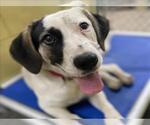 Small Anatolian Shepherd Mix