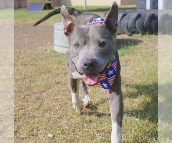 Medium Photo #1 American Staffordshire Terrier-Unknown Mix Puppy For Sale in San Antonio, TX, USA