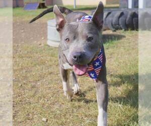American Staffordshire Terrier-Unknown Mix Dogs for adoption in San Antonio, TX, USA