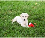Small #3 Labrador Retriever