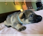 Small Photo #5 German Shepherd Dog Puppy For Sale in KANSAS CITY, KS, USA