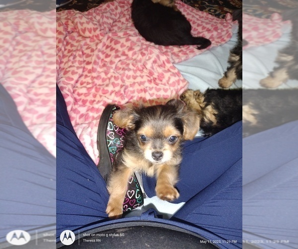 Medium Photo #7 Yorkshire Terrier Puppy For Sale in ROCK ISLAND, IL, USA