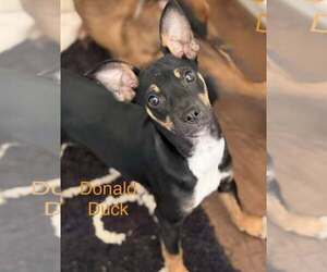 Chihuahua-Unknown Mix Dogs for adoption in Turlock, CA, USA