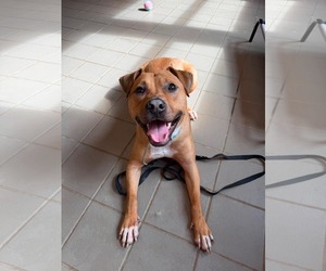 Mutt Dogs for adoption in Westwood, NJ, USA