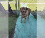Bowie available 10/2 - Male Goberian Dog for Adoption - Small photo