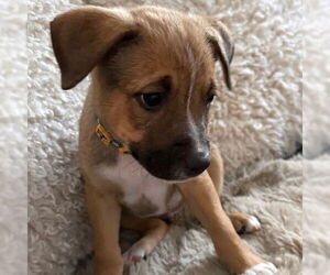 American Pit Bull Terrier-Unknown Mix Dogs for adoption in Fargo, ND, USA