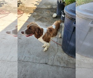 Mother of the English Springer Spaniel puppies born on 07/03/2025