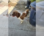 Small Photo #1 English Springer Spaniel Puppy For Sale in THERMAL, CA, USA