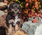 Small Photo #1 Aussiedoodle Miniature  Puppy For Sale in PLACERVILLE, CA, USA