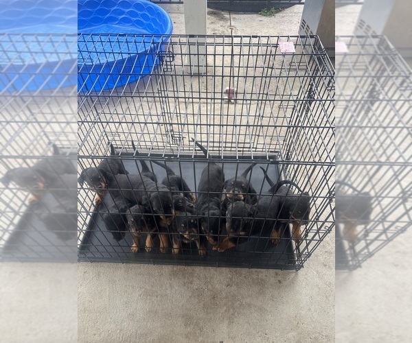 Medium Photo #1 Rottweiler Puppy For Sale in TEMECULA, CA, USA