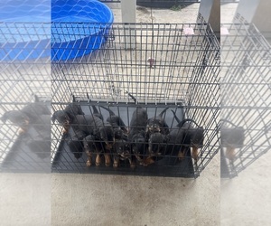 Rottweiler Puppy for Sale in TEMECULA, California USA