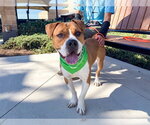 RAPHAEL - Male Staffordshire Bull Terrier Dog for Adoption - Small photo