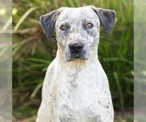 Mutt Dogs for adoption in Camarillo, CA, USA