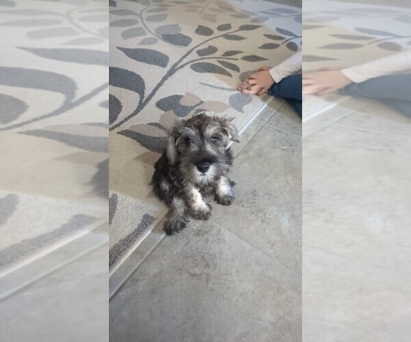 Medium Photo #1 Schnauzer (Miniature) Puppy For Sale in SHOW LOW, AZ, USA