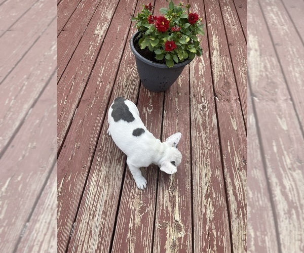 Medium Photo #6 French Bulldog Puppy For Sale in KANSAS CITY, MO, USA
