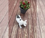 Small #5 French Bulldog