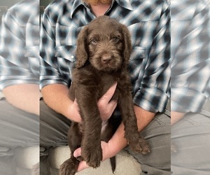 Labradoodle Puppy for sale in DENTON, TX, USA