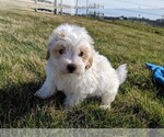 Small Photo #1 Maltipoo Puppy For Sale in FREDERICKSBURG, OH, USA
