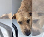 Small Irish Terrier Mix