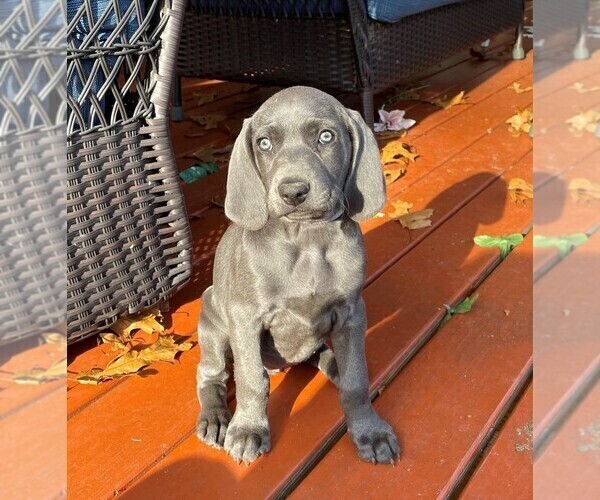 Medium Photo #1 Weimaraner Puppy For Sale in KNOXVILLE, TN, USA