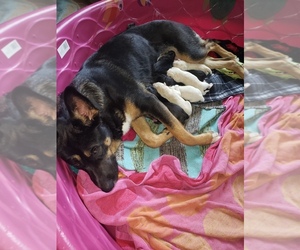 Mother of the German Shepherd Dog-Siberian Husky Mix puppies born on 09/09/2025