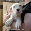 Small Photo #47 Dogo Argentino Puppy For Sale in PINEVILLE, MO, USA