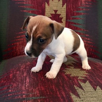 Medium Photo #1 Jack Russell Terrier Puppy For Sale in REBERSBURG, PA, USA