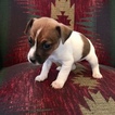 Small Photo #1 Jack Russell Terrier Puppy For Sale in REBERSBURG, PA, USA