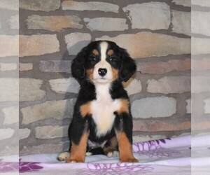 Bernese Mountain Dog Puppy for sale in FREDERICKSBG, OH, USA