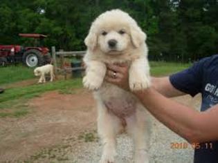 Great Pyrenees Puppy for sale in BAYFIELD, CO, USA