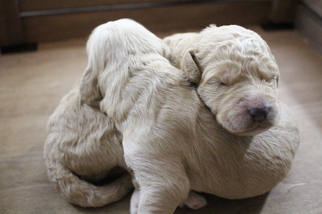 Goldendoodle Puppy for sale in KNIGHTDALE, NC, USA