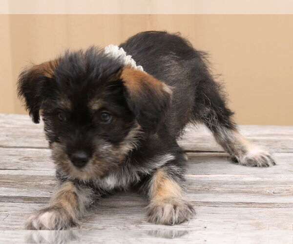 Medium Photo #3 Chihuahua-Unknown Mix Puppy For Sale in Bandera, TX, USA