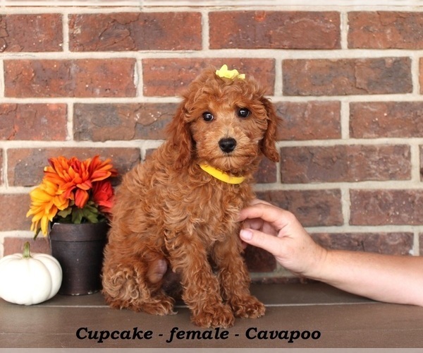 Medium Photo #3 Cavapoo (Miniature) Puppy For Sale in CLARKRANGE, TN, USA