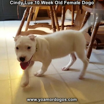 Medium Photo #100 Dogo Argentino Puppy For Sale in PINEVILLE, MO, USA