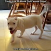 Small Photo #100 Dogo Argentino Puppy For Sale in PINEVILLE, MO, USA