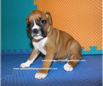Small #1 Boxer