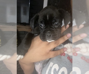 Boston Terrier-Boxer Mix Puppy for sale in LOUISVILLE, KY, USA