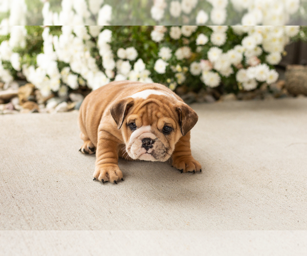 Medium Photo #4 English Bulldog Puppy For Sale in BOURBON, IN, USA
