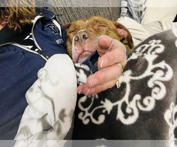 Medium Photo #20 Staffordshire Bull Terrier-Unknown Mix Puppy For Sale in Princeton, MN, USA