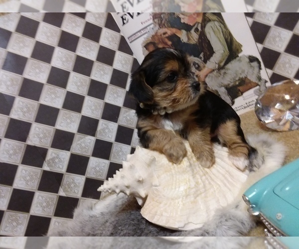 Medium Photo #6 Yorkshire Terrier Puppy For Sale in AUSTIN, TX, USA