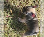 Small Photo #13 French Bulldog Puppy For Sale in DALLAS, NC, USA