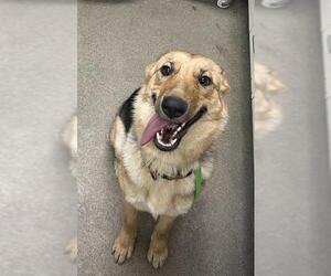 German Shepherd Dog Dogs for adoption in HESPERIA, CA, USA