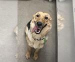 Small German Shepherd Dog