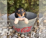 Small Photo #4 Dachshund Puppy For Sale in MIDDLEBURY, IN, USA