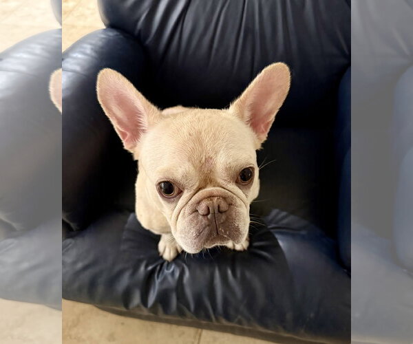 Medium Photo #6 French Bulldog Puppy For Sale in Boca Raton, FL, USA