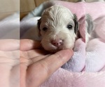 Small Photo #13 Cavapoo Puppy For Sale in LAFAYETTE, TN, USA