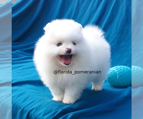 Medium Photo #13 Pomeranian Puppy For Sale in PALM BCH GDNS, FL, USA